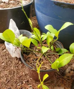 Cay Chanh Lemon Lime Tree Plant - Citrus Seedling, 8-12