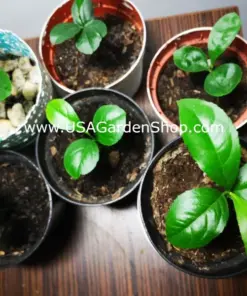 Cay Chanh Lemon Lime Tree Plant - Citrus Seedling, 8-12