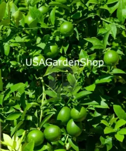 Cay Chanh Lemon Lime Tree Plant - Citrus Seedling, 8-12