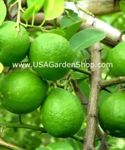 Cay Chanh Lemon Lime Tree Plant - Citrus Seedling, 8-12