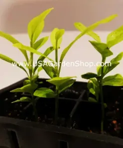 Cay Chanh Lemon Lime Tree Plant - Citrus Seedling, 8-12