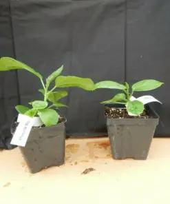 Cay Chanh Lemon Lime Tree Plant - Citrus Seedling, 8-12