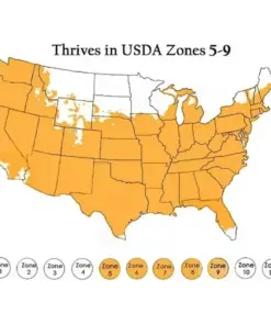 Celosia Cristata Mixed Cockscomb Flower Seeds - Non-GMO Annual Cutflower - 500 Seeds - Image 7