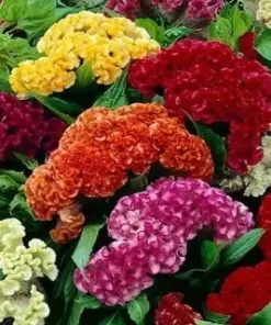 Celosia Cristata Mixed Cockscomb Flower Seeds - Non-GMO Annual Cutflower - 500 Seeds - Image 1
