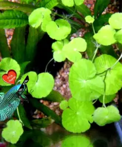 Centella Asiatica Live Aquarium Plants - 5 Count Fish Tank Plants - Beginner Tropical Freshwater - Image 4