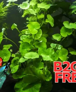 Centella Asiatica Live Aquarium Plants - 5 Count Fish Tank Plants - Beginner Tropical Freshwater - Image 1