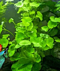 Centella Asiatica Live Aquatic Plant - Betta Wort - 3-5 Plants for Aquariums - Indoor - Image 2