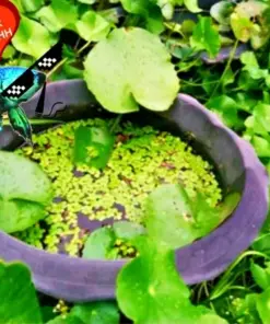 Centella Asiatica Live Aquatic Plant - Betta Wort - 3-5 Plants for Aquariums - Indoor - Image 4