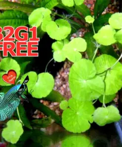 Centella Asiatica Live Aquatic Plant - Betta Wort - 3-5 Plants for Aquariums - Indoor - Image 1