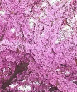 Cercis Occidentalis Seeds - Western Redbud Cold Hardy Flowering Shrub or Tree - 25 Seeds - Outdoor - Image 2