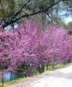 Cercis Occidentalis Seeds - Western Redbud Cold Hardy Flowering Shrub or Tree - 25 Seeds - Outdoor - Image 3