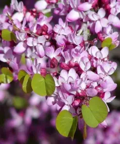 Cercis Occidentalis Seeds - Western Redbud Cold Hardy Flowering Shrub or Tree - 25 Seeds - Outdoor - Image 1