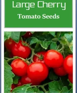 Cherry Tomato Seeds Large - Heirloom Vegetable Seeds - NON-GMO - Indoor & Outdoor - Image 2