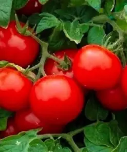 Cherry Tomato Seeds Large - Heirloom Vegetable Seeds - NON-GMO - Indoor & Outdoor - Image 1