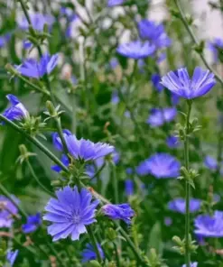 Chicory Seeds - Italian Dandelion - Blue Flower - Non-GMO - Deer Plot - 200+ Seeds - Outdoor - Image 1