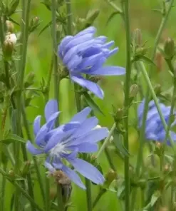 Chicory Seeds - Italian Dandelion - Blue Flower - Non-GMO - Deer Plot - 200+ Seeds - Outdoor - Image 2