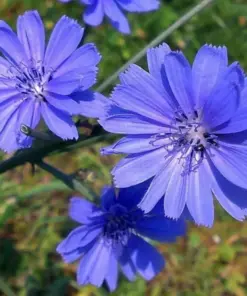 Chicory Seeds - Italian Dandelion Flower Seeds - 300+ Seeds - Perennial - Outdoor - Image 1