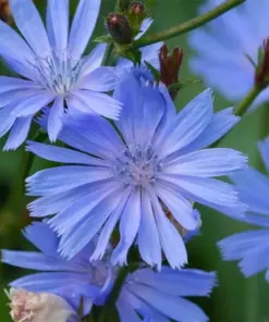 Chicory Seeds - Italian Dandelion Flower Seeds - 300+ Seeds - Perennial - Outdoor - Image 2