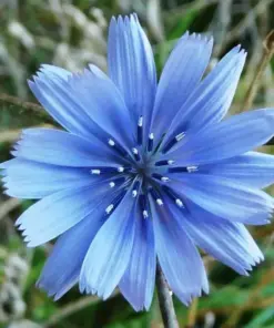 Chicory Seeds - Italian Dandelion Plant Seeds - Non-GMO - 250+ Seeds - Outdoor - Image 1