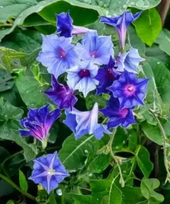 Chilean Morning Glory Seeds - 100pcs Mixed Color Perennial Blooms - Climbing Outdoor Flower Seeds - Image 2
