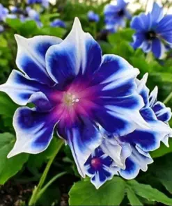 Chilean Morning Glory Seeds - 100pcs Mixed Color Perennial Blooms - Climbing Outdoor Flower Seeds - Image 1