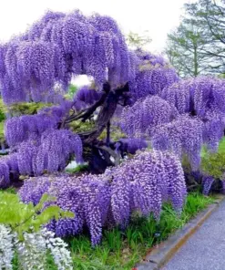 Chinese Blue Wisteria sinensis Seeds - Fast Climbing Flower Vine - Hardy Perennial Plant, Zones 5-9, Full Sun - Image 2