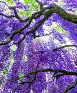 Chinese Blue Wisteria sinensis Seeds - Fast Climbing Flower Vine - Hardy Perennial Plant, Zones 5-9, Full Sun - Image 3