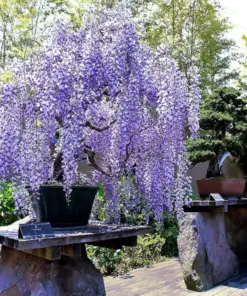 Chinese Blue Wisteria sinensis Seeds - Fast Climbing Flower Vine - Hardy Perennial Plant, Zones 5-9, Full Sun - Image 4