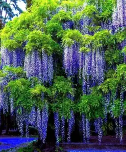 Chinese Blue Wisteria sinensis Seeds - Fast Climbing Flower Vine - Hardy Perennial Plant, Zones 5-9, Full Sun - Image 1