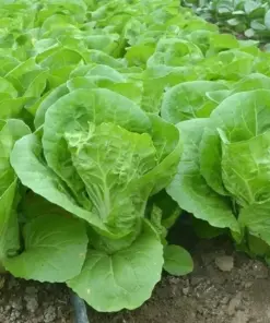 Chinese Cabbage Seeds - Pak Choi Kuai Cai - Fast-Growing Vegetable Seeds - 500+ Seeds - Indoor/Outdoor - Image 2