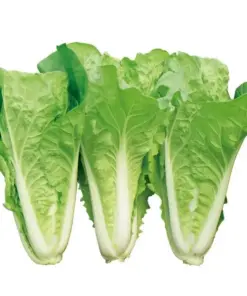Chinese Cabbage Seeds - Pak Choi Kuai Cai - Fast-Growing Vegetable Seeds - 500+ Seeds - Indoor/Outdoor - Image 3
