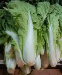 Chinese Cabbage Seeds - Pak Choi Kuai Cai - Fast-Growing Vegetable Seeds - 500+ Seeds - Indoor/Outdoor - Image 4