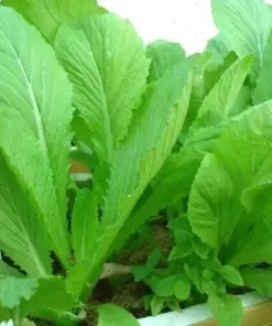 Chinese Mustard Green Seeds - Gai Choy Vegetable Seeds - 2000 Seeds - Easy Grow - Image 1