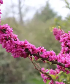 Chinese Redbud Tree Seeds - Cercis chinensis - 50 Seeds - Outdoor Flowering Tree - Image 3