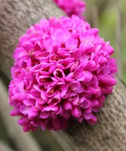 Chinese Redbud Tree Seeds - Cercis chinensis - 50 Seeds - Outdoor Flowering Tree - Image 1