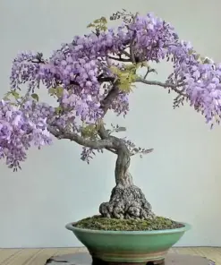 Chinese Wisteria Bonsai Tree Seeds - 10 Rare Purple Flowering Climbing Seeds - Image 1