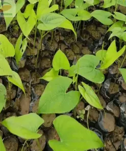 Chinese Yam Cinnamon Vine (Dioscorea Opposita) Live Plants - 3 Pack - USA Grown - Image 10