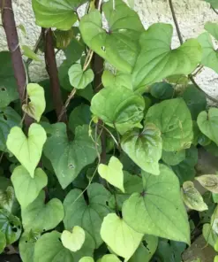 Chinese Yam Cinnamon Vine (Dioscorea Opposita) Live Plants - 3 Pack - USA Grown - Image 11