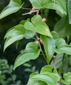 Chinese Yam Cinnamon Vine (Dioscorea Opposita) Live Plants - 3 Pack - USA Grown - Image 2