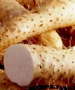 Chinese Yam Cinnamon Vine (Dioscorea Opposita) Live Plants - 3 Pack - USA Grown - Image 3