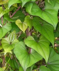 Chinese Yam Cinnamon Vine (Dioscorea Opposita) Live Plants - 3 Pack - USA Grown - Image 4