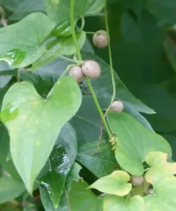 Chinese Yam Cinnamon Vine (Dioscorea Opposita) Live Plants - 3 Pack - USA Grown - Image 6