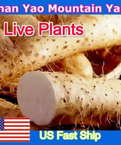 Chinese Yam Cinnamon Vine (Dioscorea Opposita) Live Plants - 3 Pack - USA Grown - Image 1