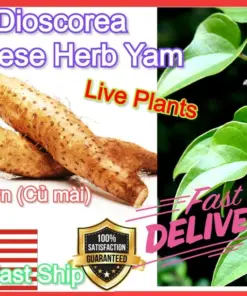 Chinese Yam Cinnamon Vine (Dioscorea Opposita) Live Plants - 3 Pack - USA Grown - Image 8