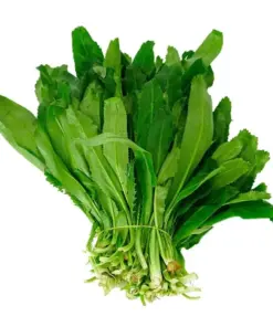 Cilantro Coriander Culantro Ngò Gai Seeds - 200+ Non-GMO Herb Seeds - Easy Grow Indoor/Outdoor - Image 1