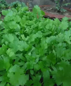 Cilantro Seeds - Leisure Coriander (Coriandrum sativum) - Herb Seeds - 1168+ Seeds - Indoor/Outdoor - Image 2