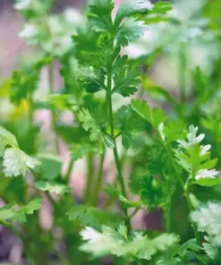 Cilantro Seeds - Leisure Coriander - Herb Seeds - 25+ Seeds - Indoor/Outdoor - Image 3