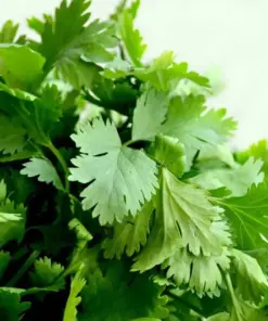 Cilantro Seeds - Leisure Coriander - Herb Seeds - 500+ Seeds - Indoor & Outdoor - Image 1