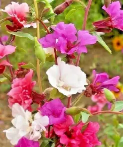 Clarkia Flower Seeds - Annual Bright Colors - 1000+ Seeds - Outdoor Garden - Image 1