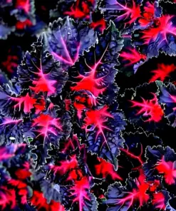 Coleus Black Dragon Lulu Seeds - 25 Pcs - Rare Dark Foliage Ornamental Flower Plant Seeds - Indoor/Outdoor - Image 5